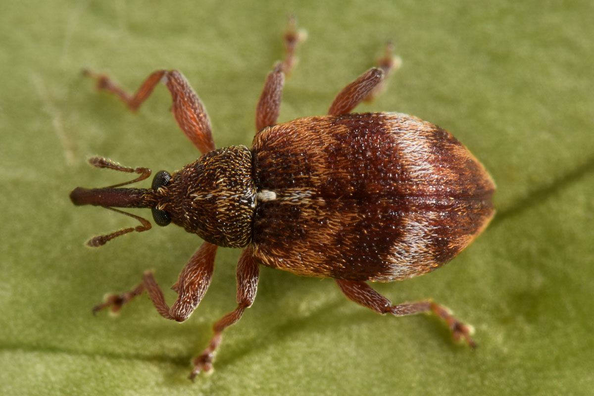 Curculionidae: Anthonomus pedicularius? Si.